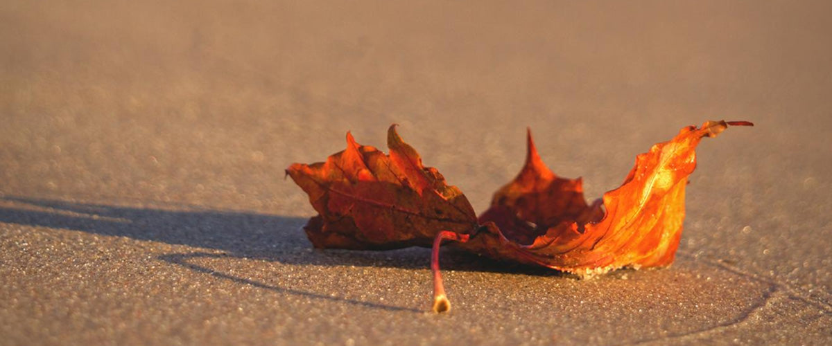 Ride the Tide into Fall: Coastal Living All Year Long
